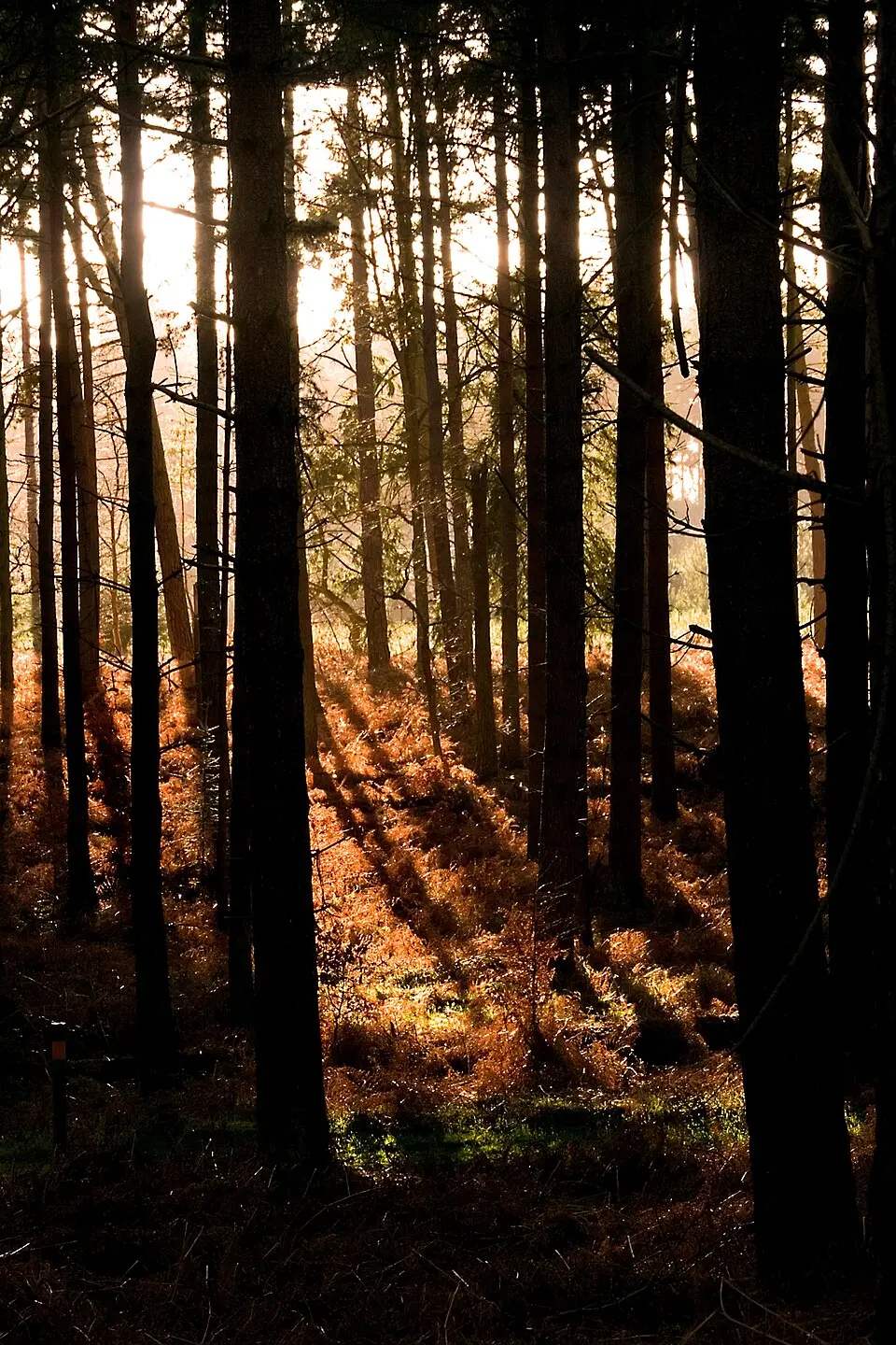 Thetford Forest