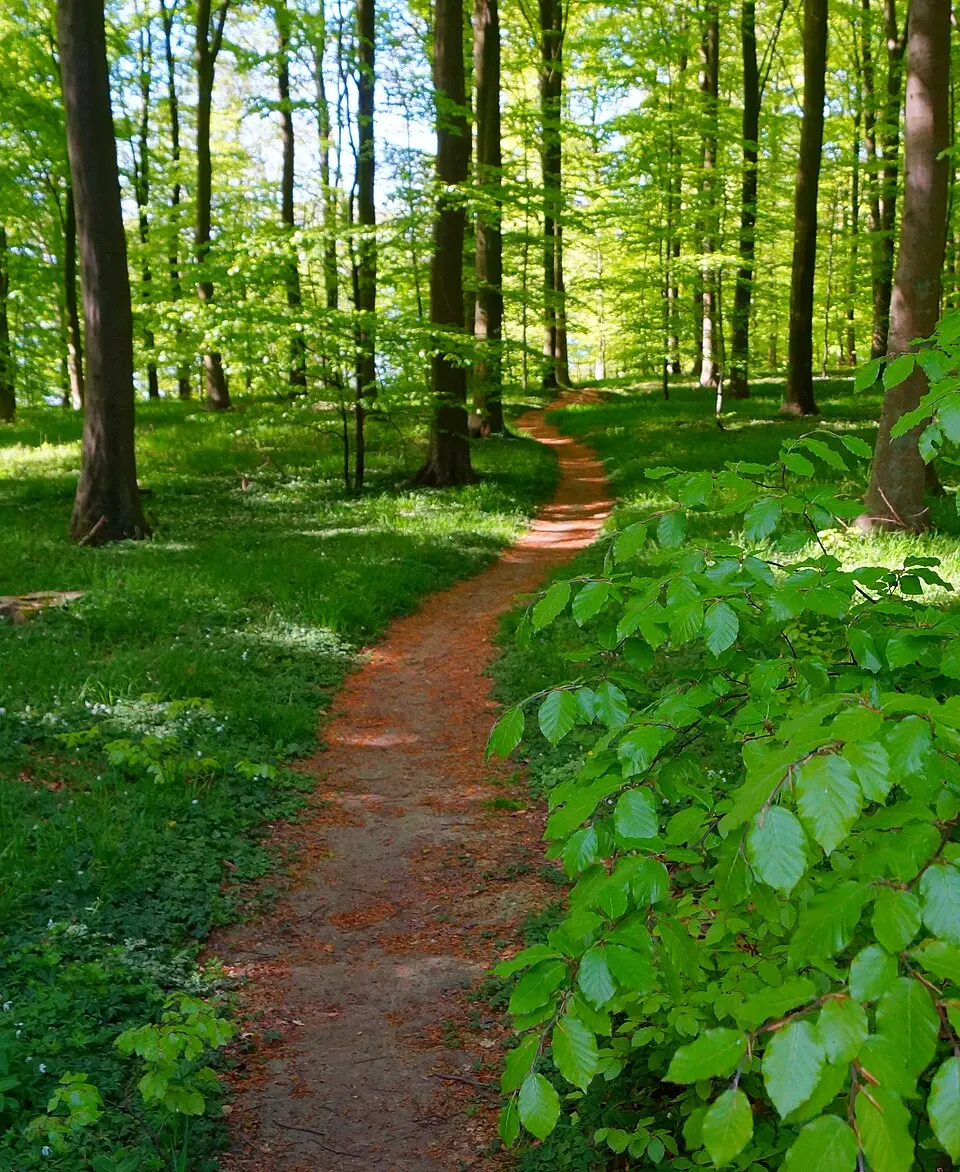 Hestehave Skov