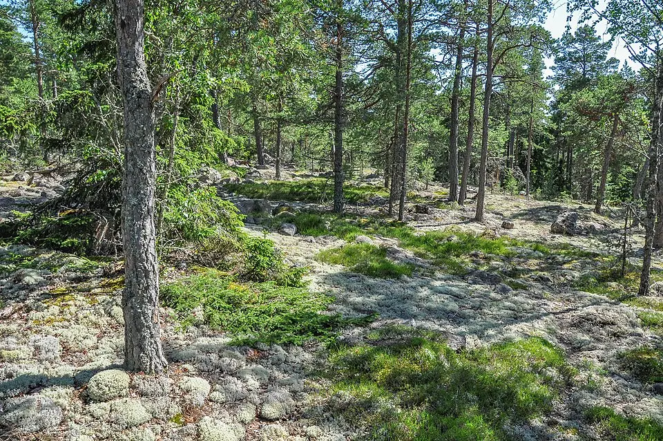 Lillnäsberget-tingös Naturskyddsområde