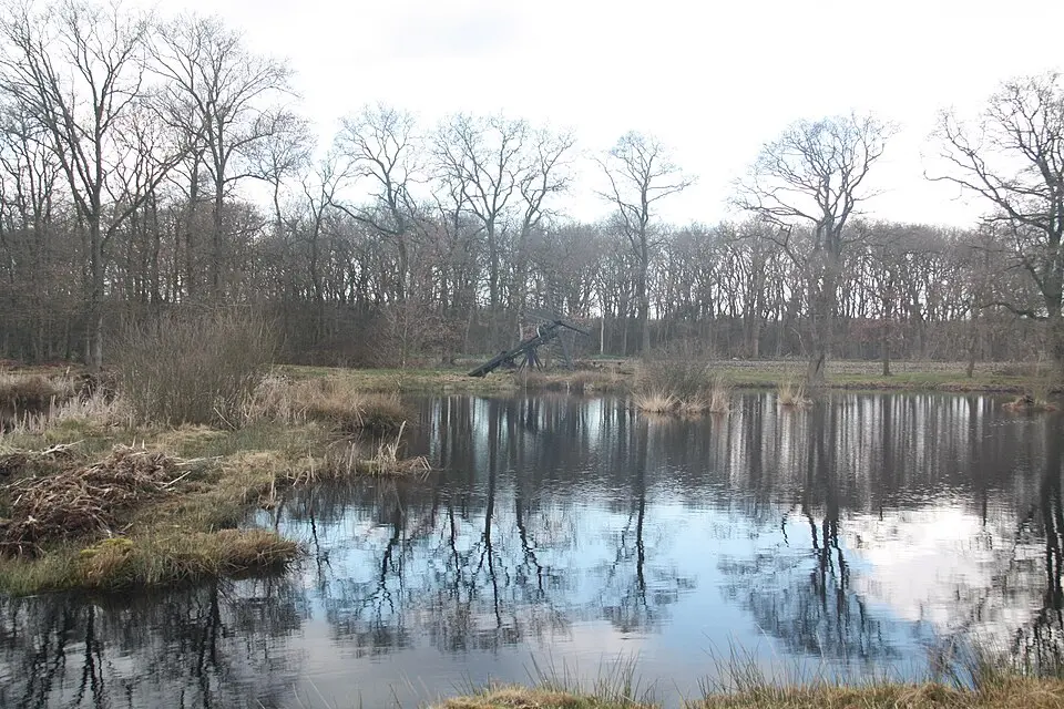 Bollenveen