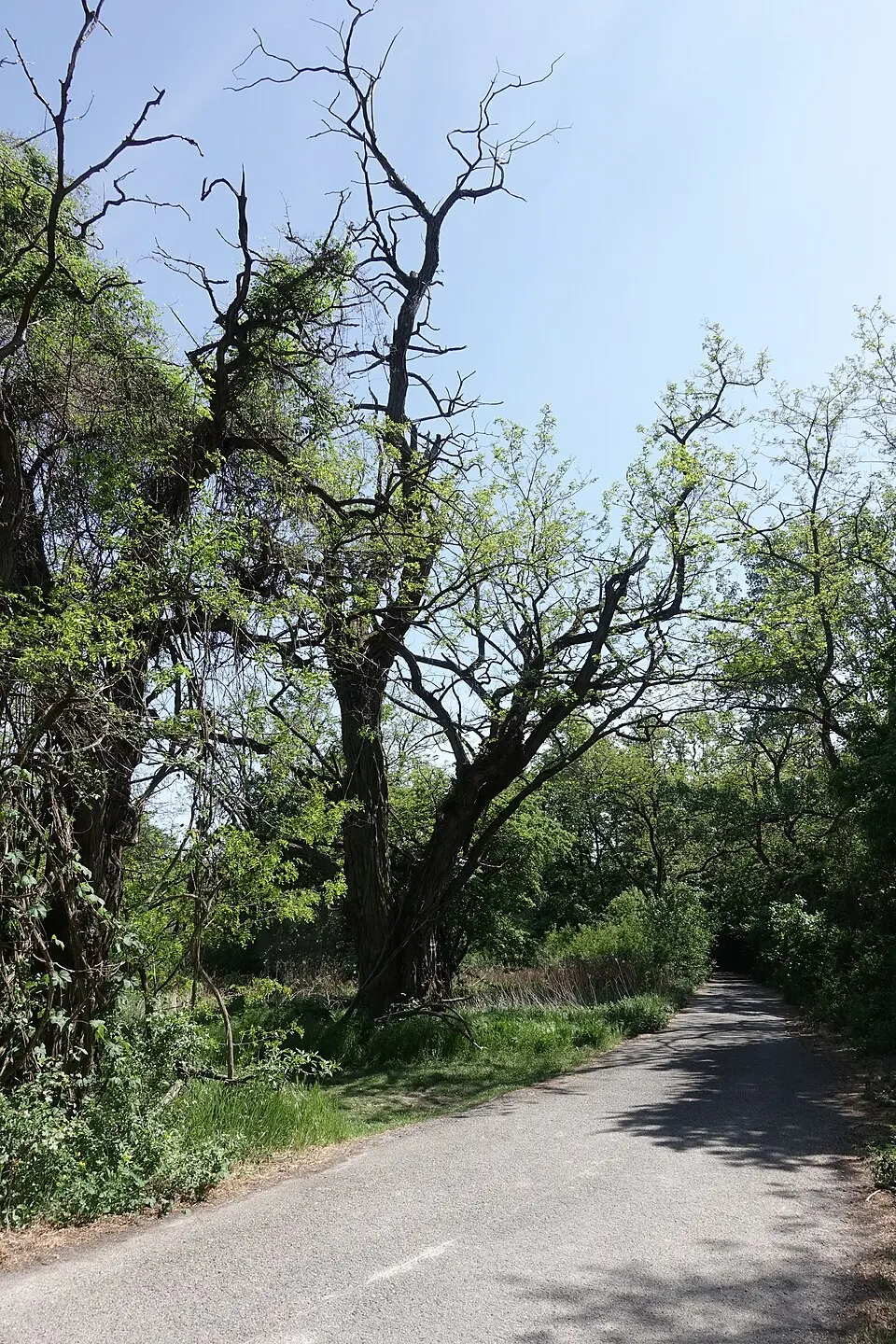 Topoľové hony