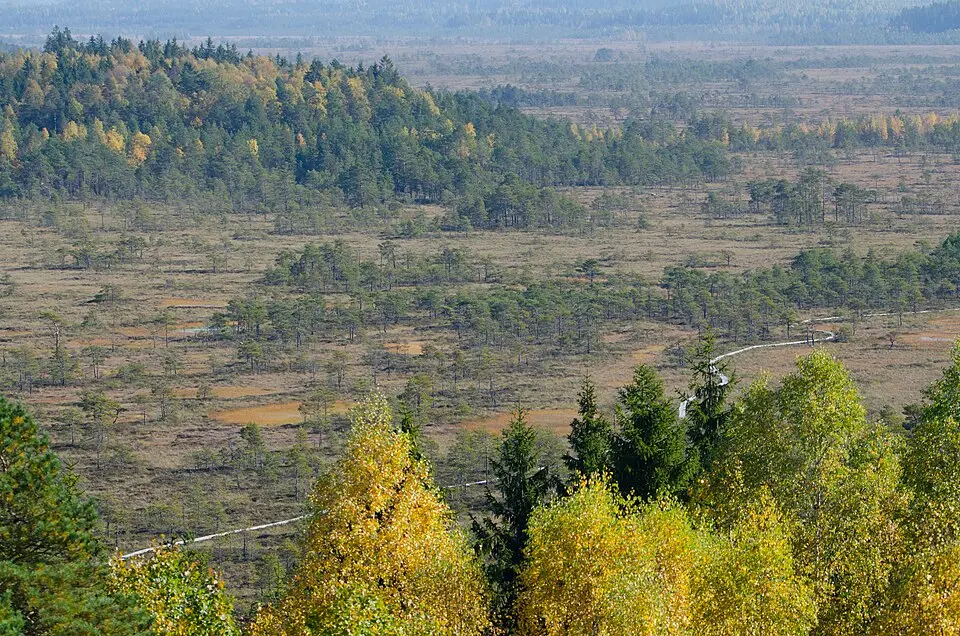 Torronsuon kansallispuisto