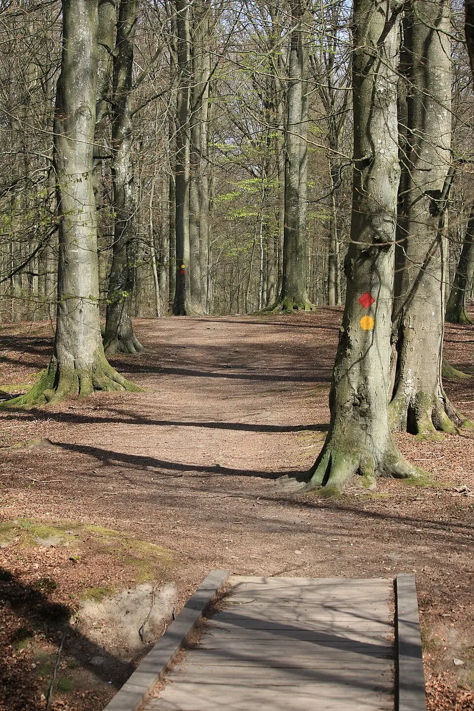 Torups bokskog