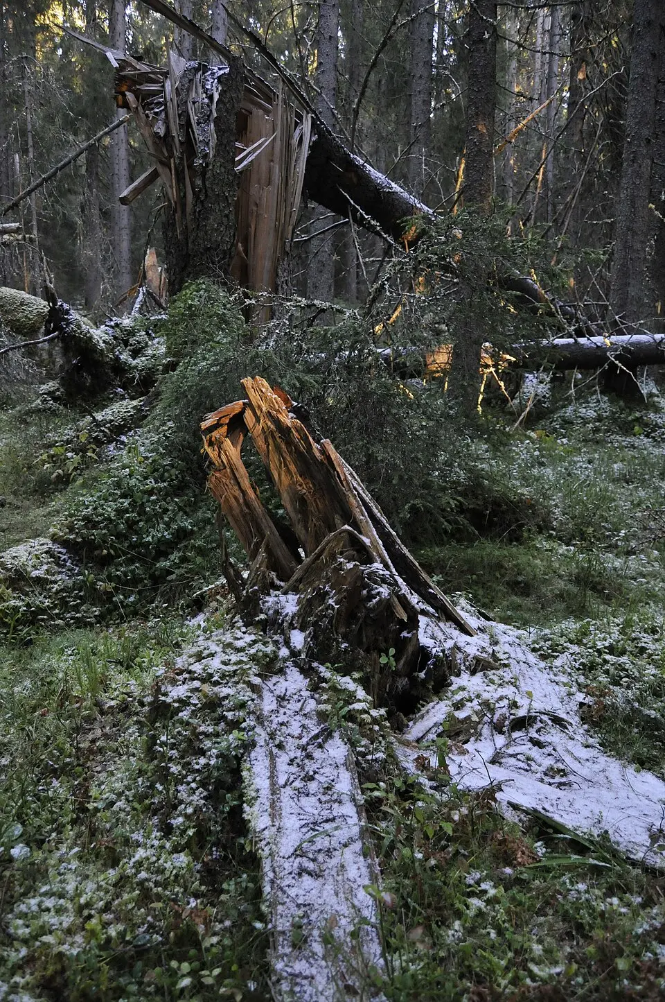 Torvalla urskog