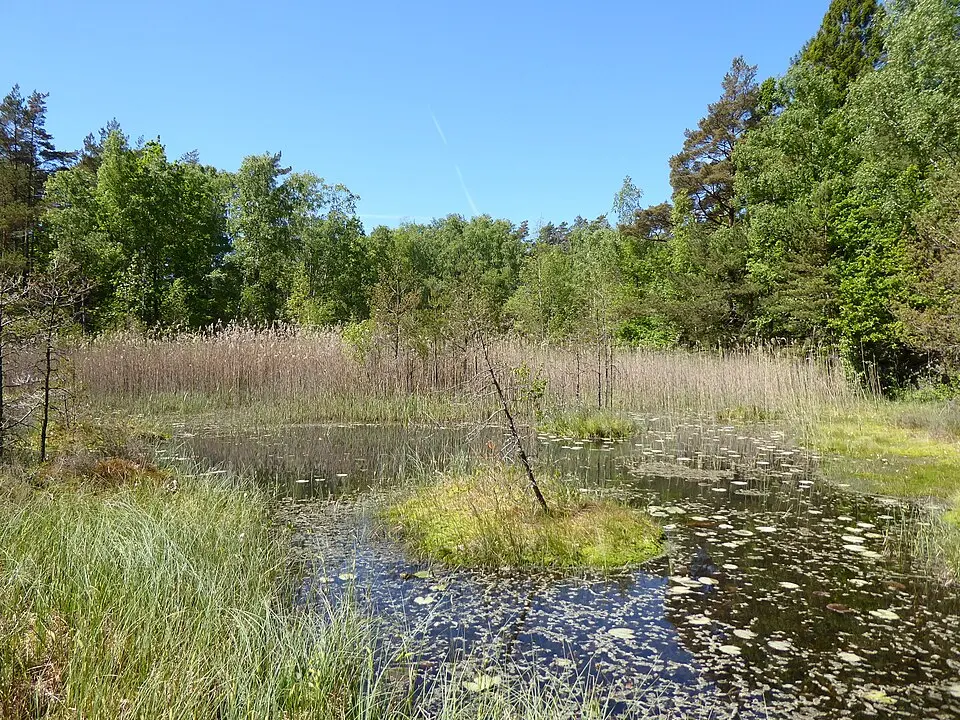Kép: R. Henrik Nilsson · CC BY 4.0 Tråkärrsslätt naturreservat