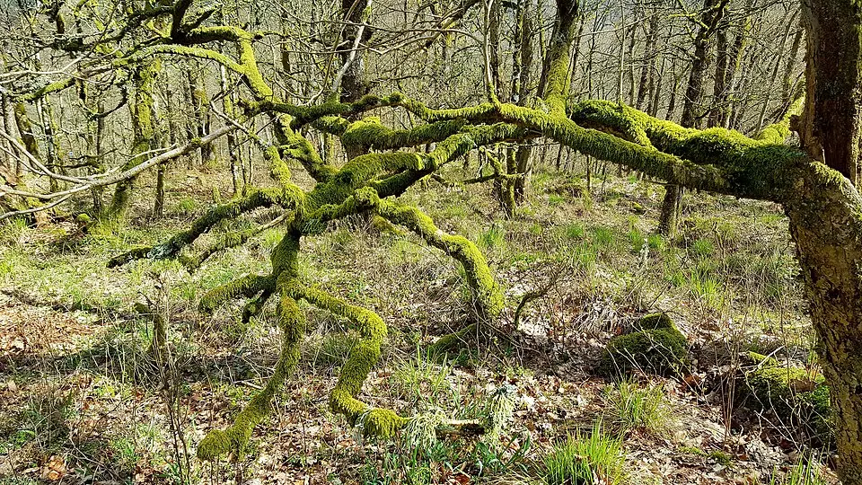 Virsehatt