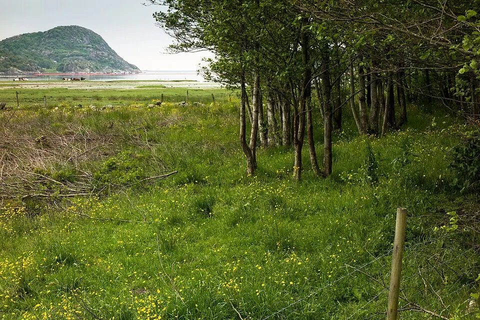 Trälebergskiles naturreservat