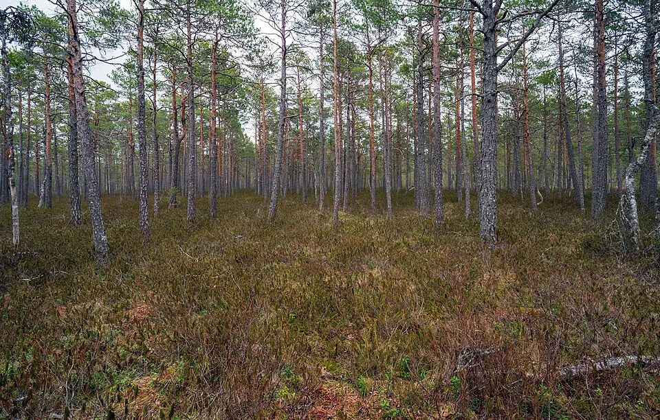 Tränviksmossens naturreservat