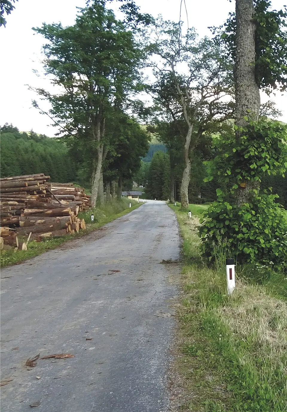 Allee entlang der L8296