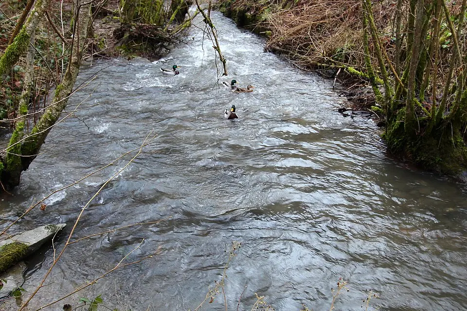 Brohlbach