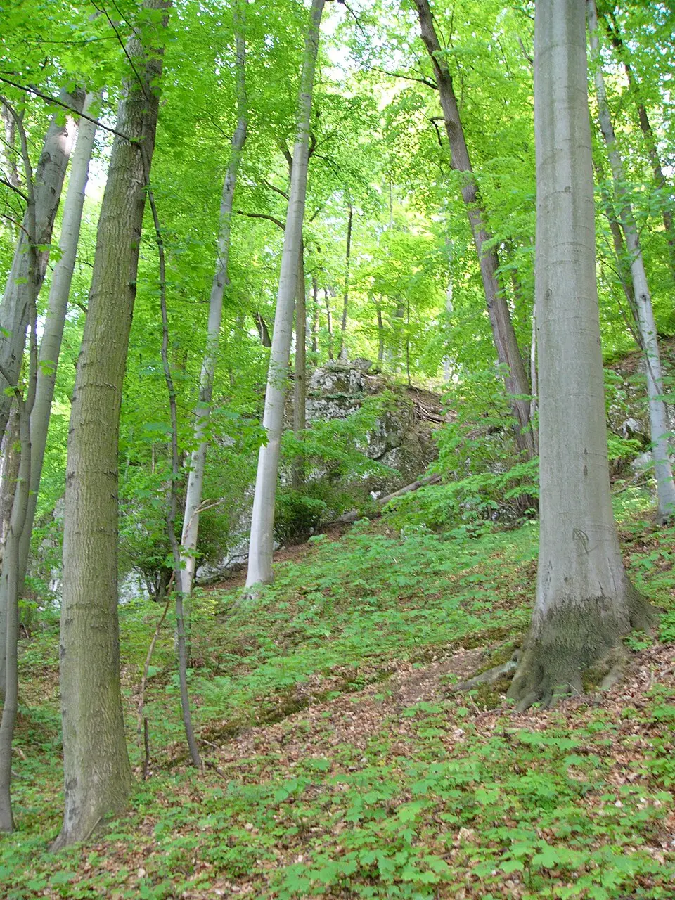 Třesín