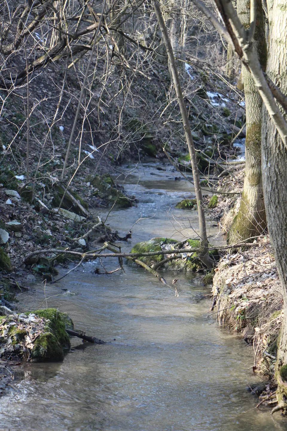 Trnávka