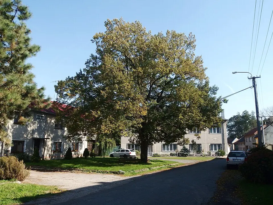 Tučapy