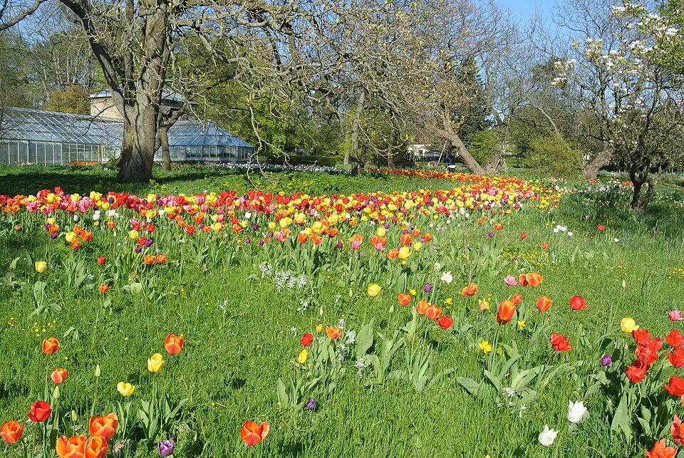 jardin botanique de Lund