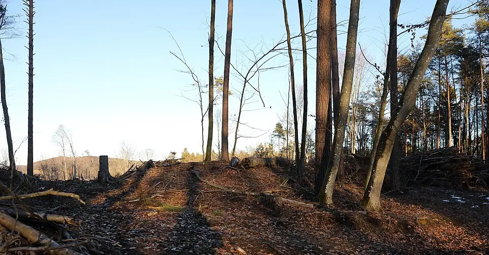 barrow cemetery Buchleitenwald