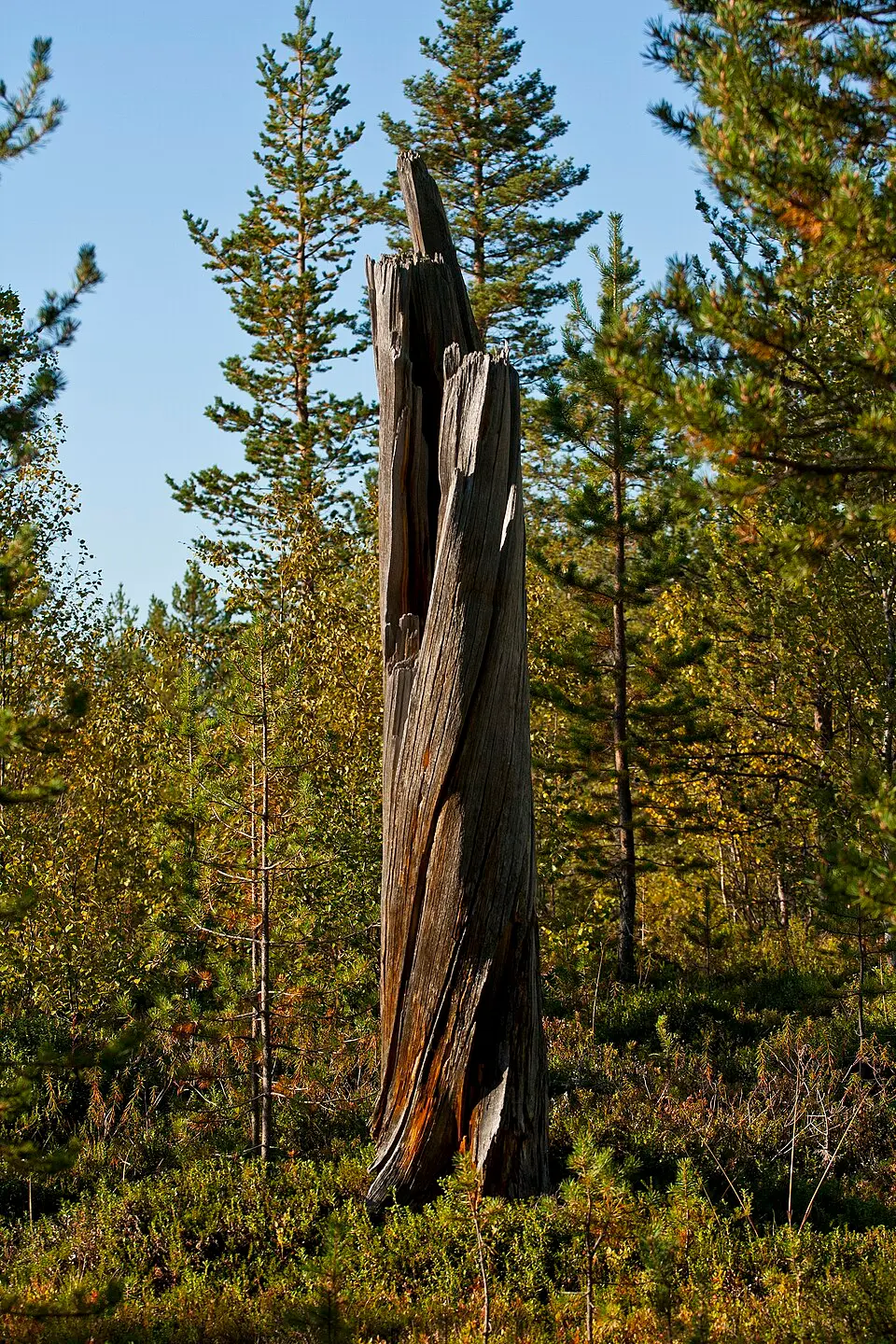 Øvre Pasvik nasjonalpark