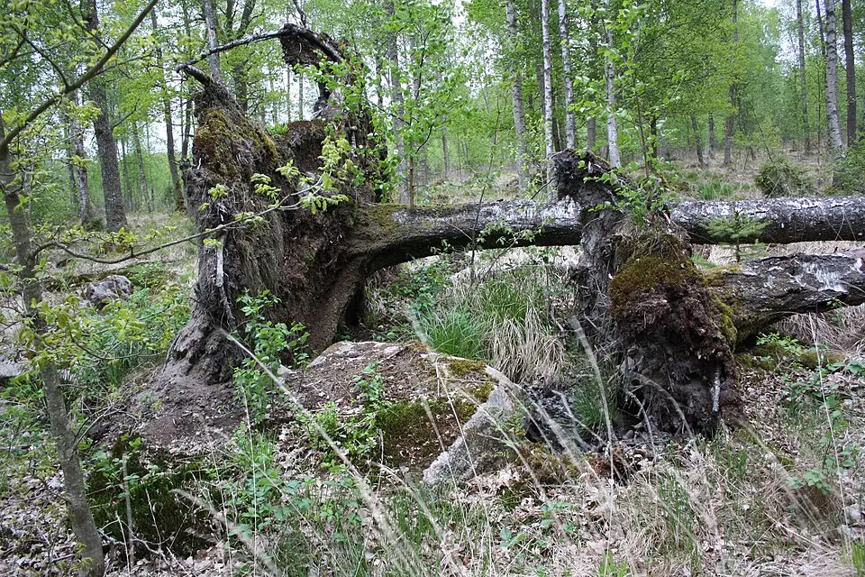 Näset