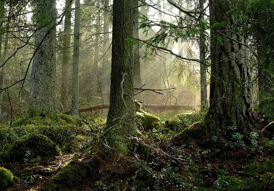 Tyresta naturreservat