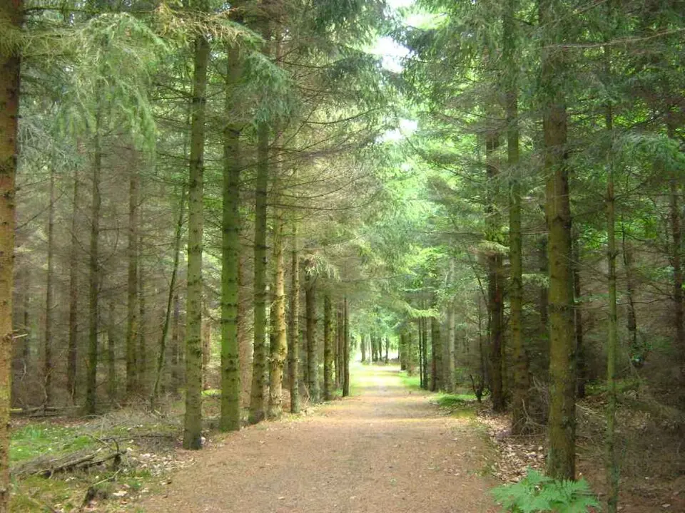 Ueckermünder Heide