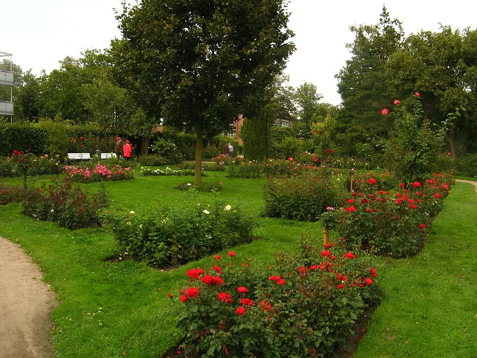 Bild: Dirk Ingo Franke · CC BY-SA 2.0 DE Rosarium Uetersen