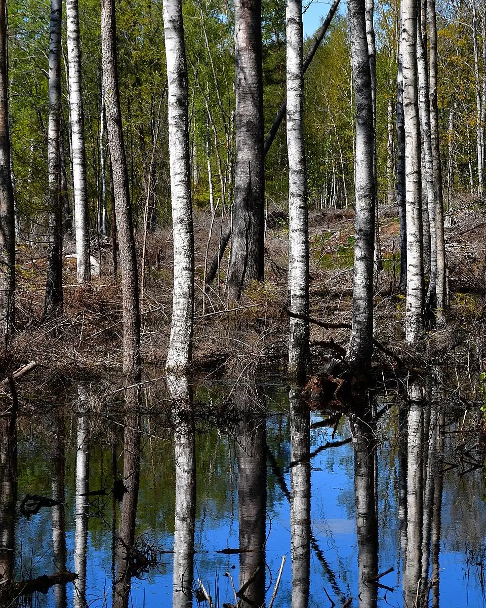 Ullstämmaskogen