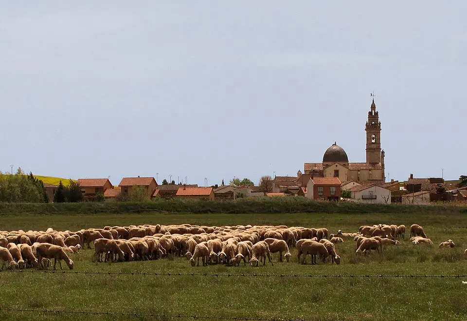 Molacillos
