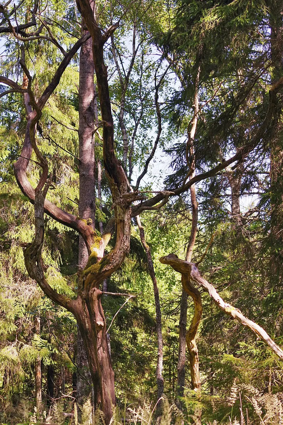 Häverö-Bergby