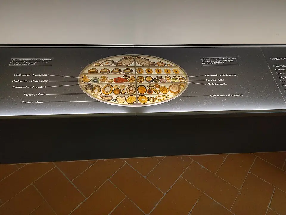 Università di Firenze Museo Zoologico "La Specola"