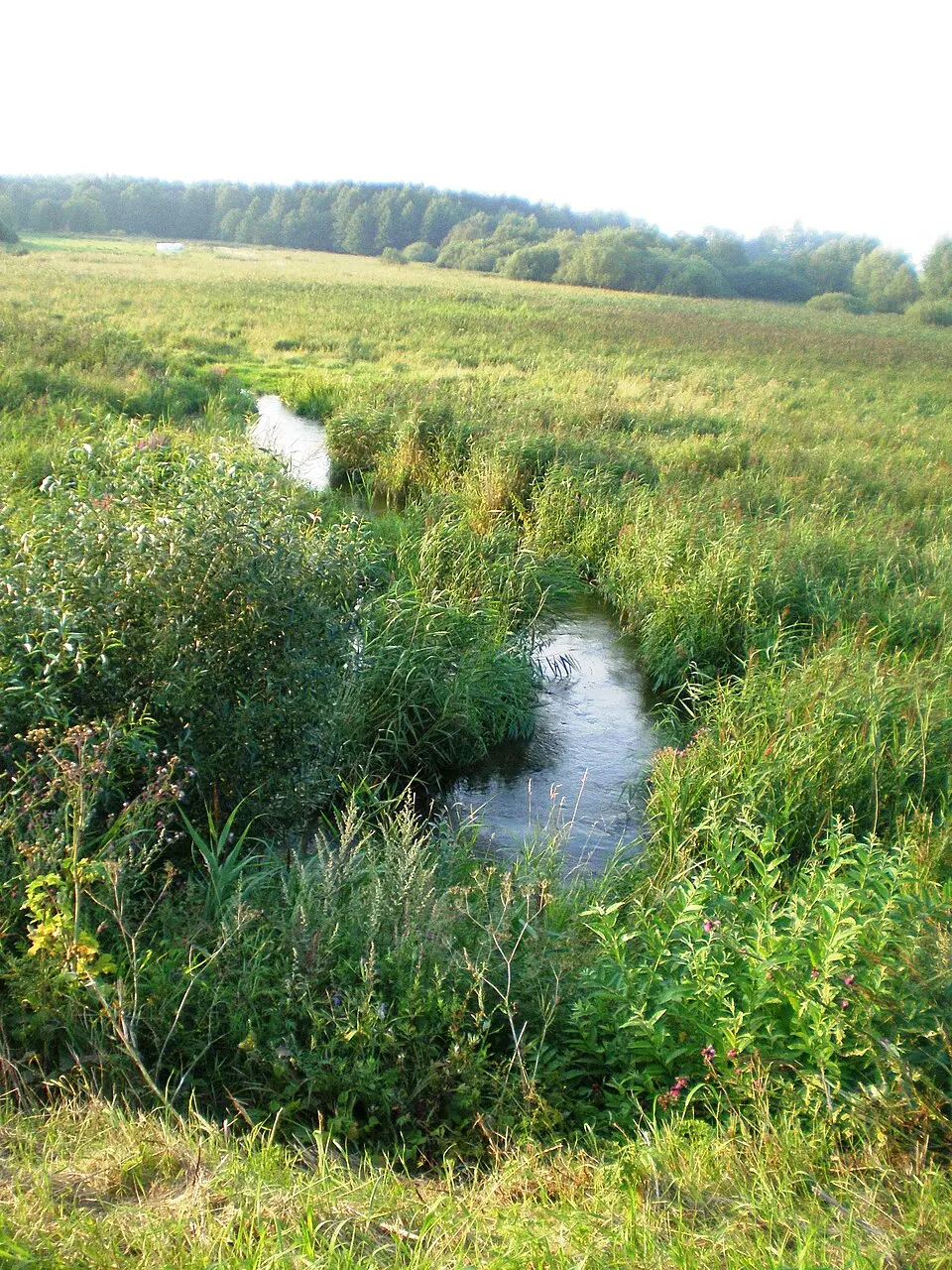Upė