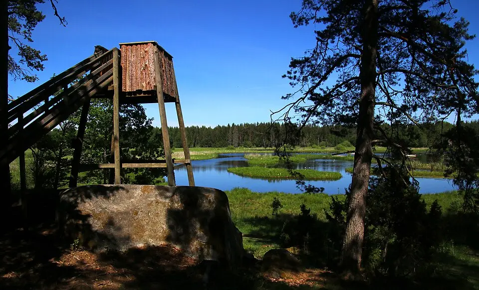 Hammarskog