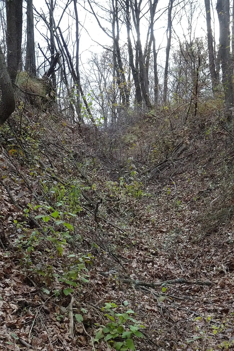 Panzergraben im Urbarial-Wald von Baumgarten