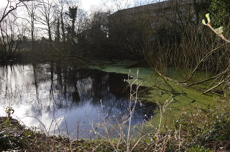 Uxbridge College Pond