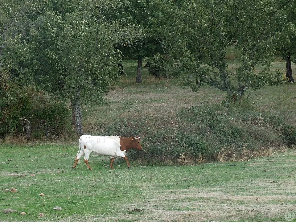 Obrázek: Dehesadevaldelazarza · CC BY-SA 3.0 Campo del Yeltes