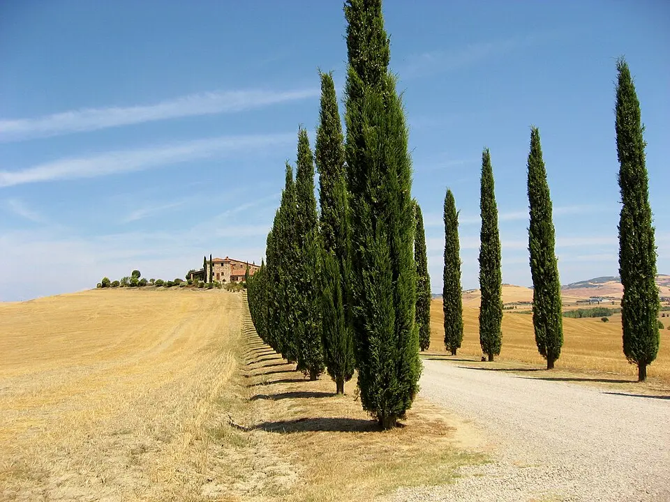 Viticulture in Tuscany