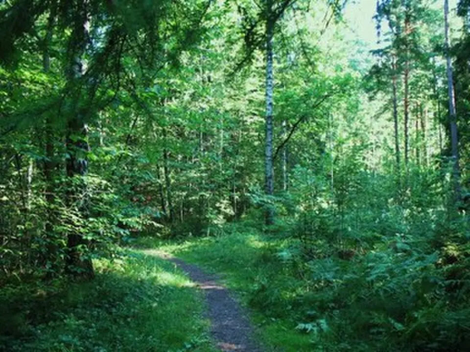 Vallaskogen