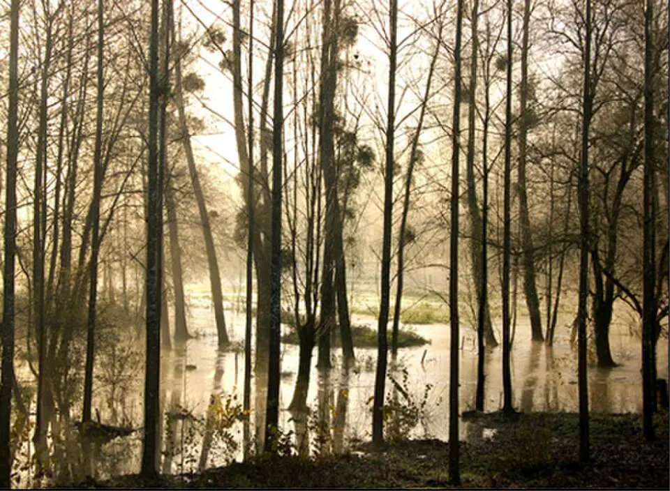 Béronne