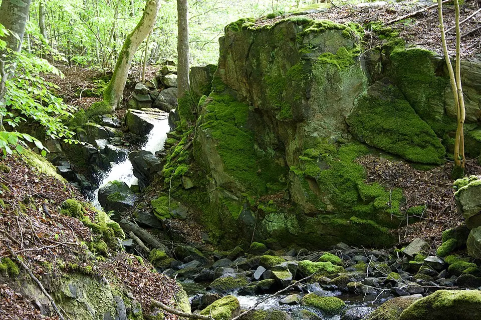 Axeltorps skogar