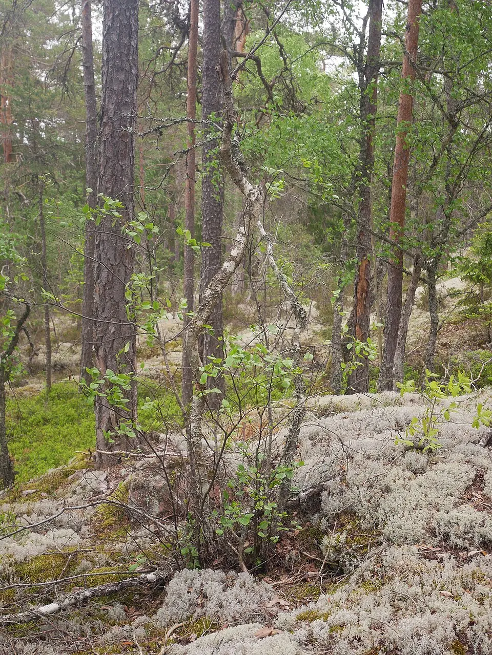 Vattgruvsmossens naturreservat