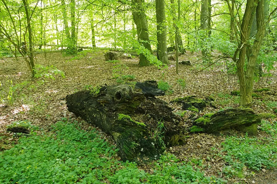 Väla Skog