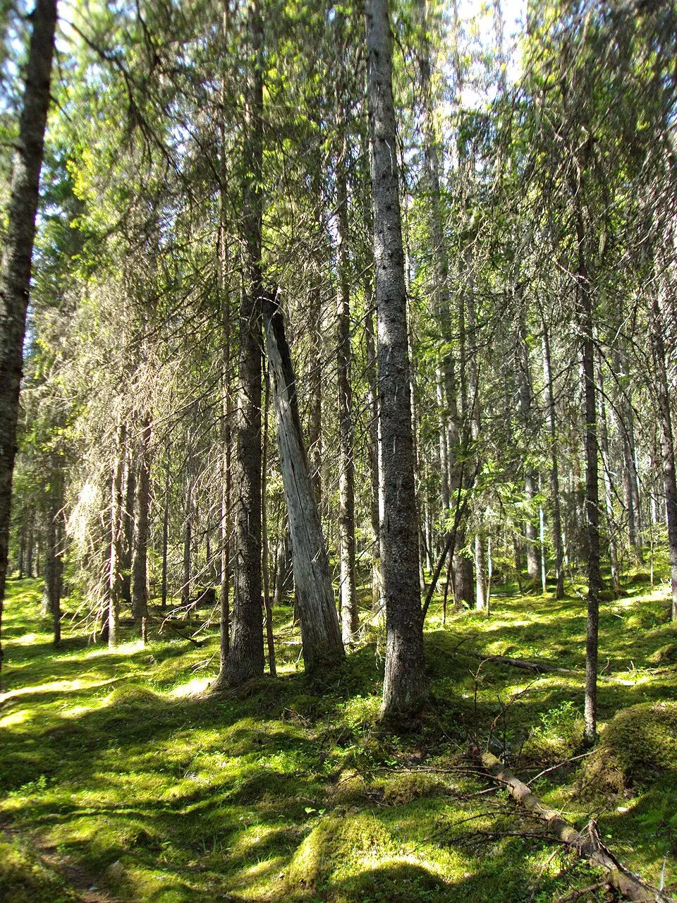 Vällingsjö urskog