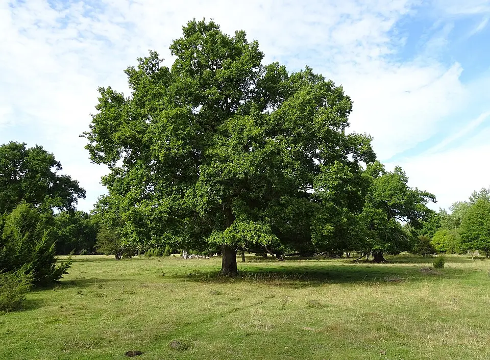 Väsby hage naturreservat
