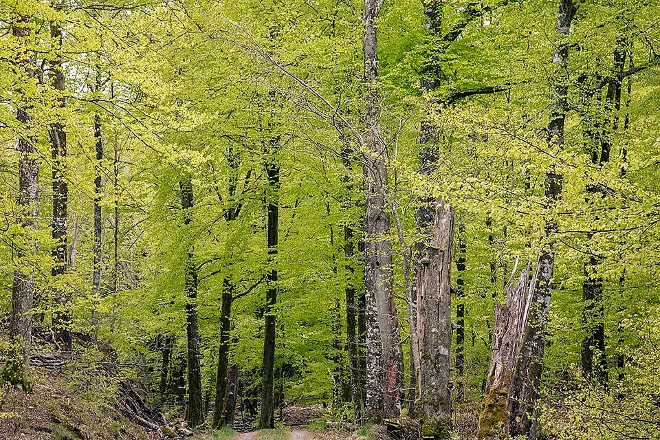 Vågsäters bokskog