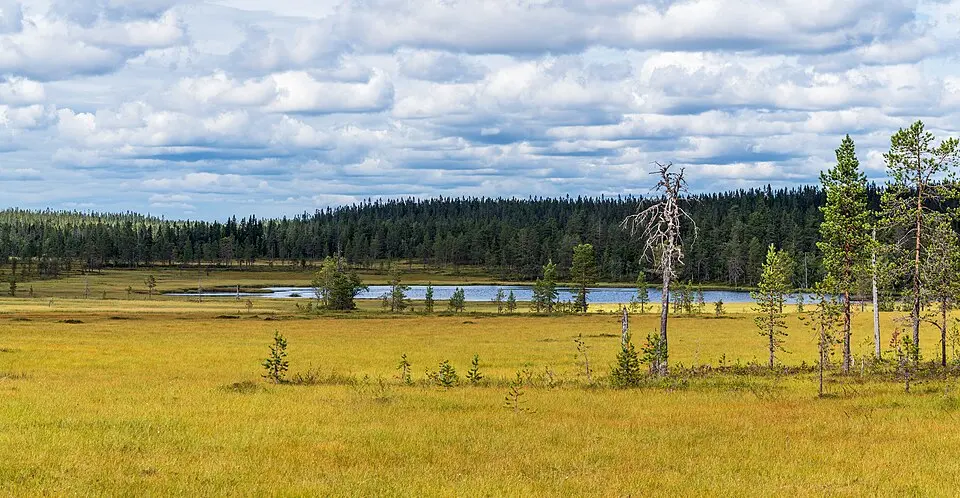 Våmhuskölen