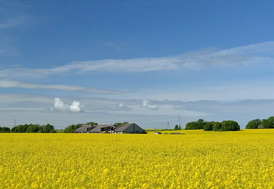 Võipere