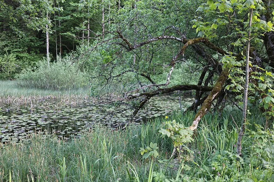 Image: Aushelfer · CC BY-SA 3.0 AT Veichlteich