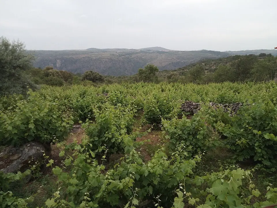 Arribes (Wein)