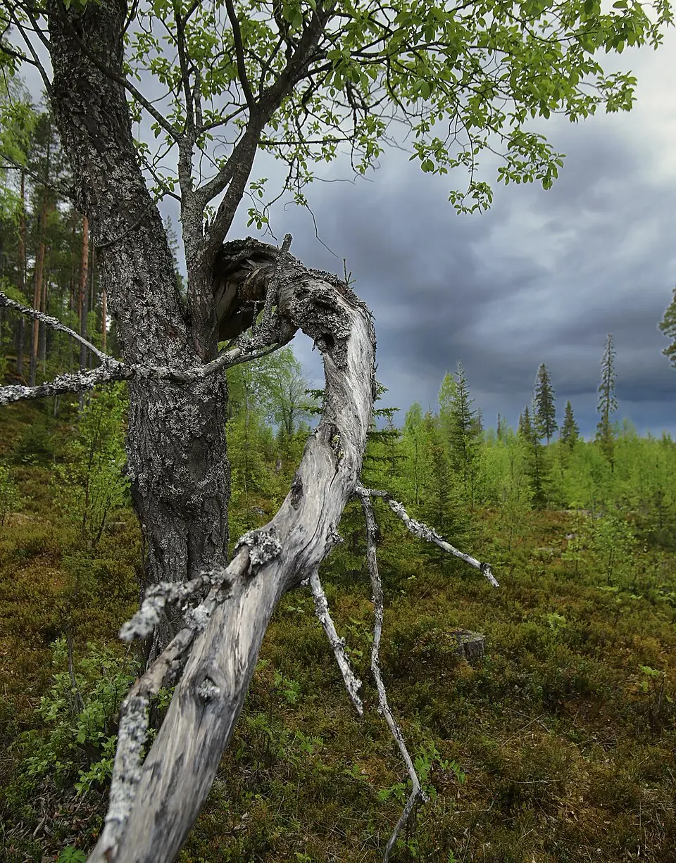 Brännberget