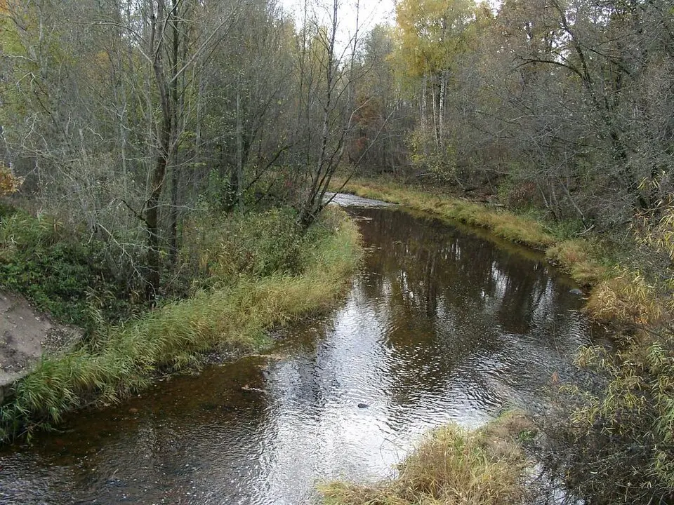 Viesīte