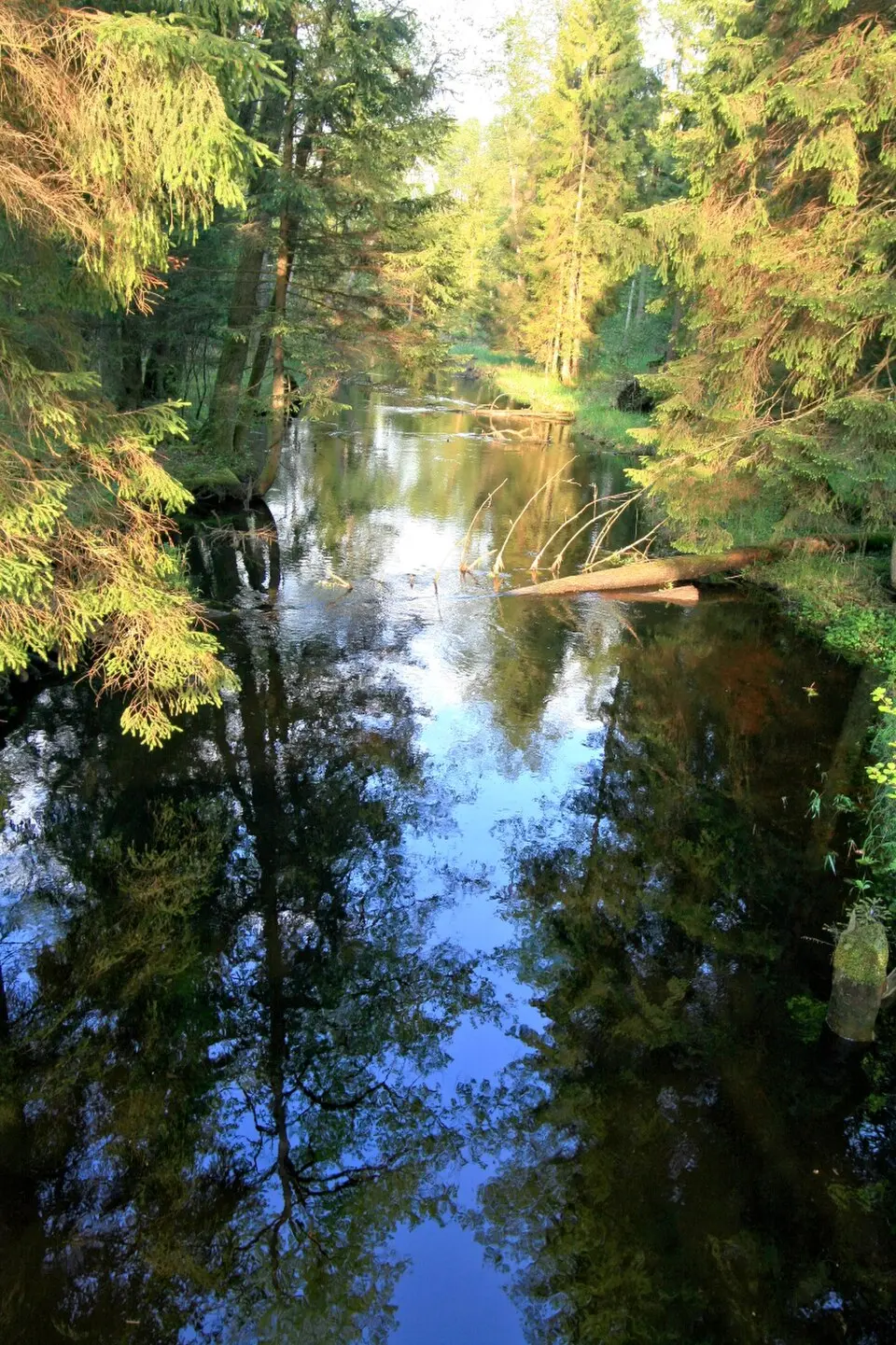 Viešvilės rezervatas