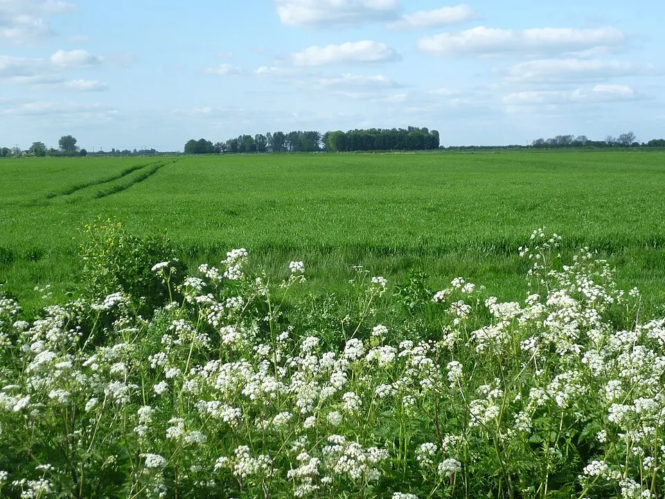 Settlement between Long Drove and Dowsby Drain